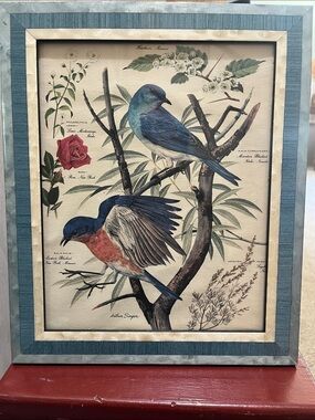 Framed Arthur Singer Print #2 of a Series Bird Eastern Bluebird Rose 8x10